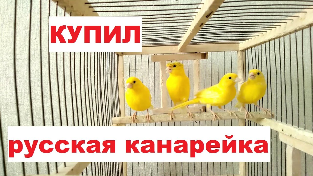 КУПИЛ НА ПТИЧЬЕМ РЫНКЕ,ОБНОВКИ С ЯРМАРКИ В г КРОПОТКИН - YouTube