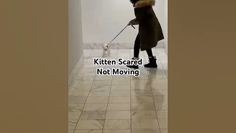 Watch the video about Kitten seems scared #scottishfold #scared #cat #kitten #meow #catscare #kikicutekitty