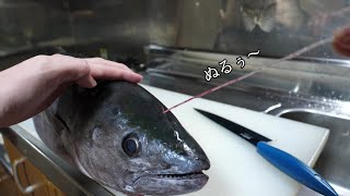 【100年に1匹?】こんな魚、みたことありますか？