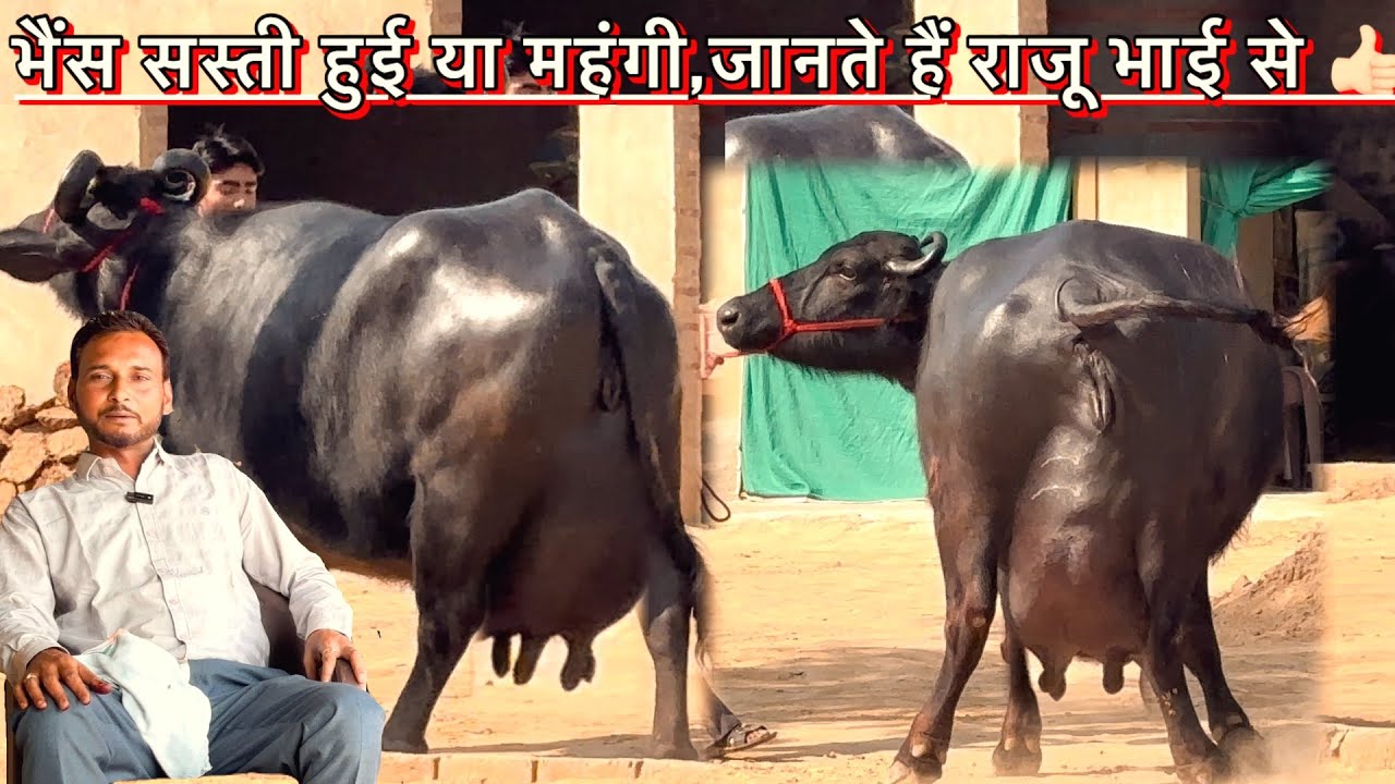 5 भैंस बहुत ही शानदार || रेट क्या है जानते हैं राजू भाई से #dairyfarm 