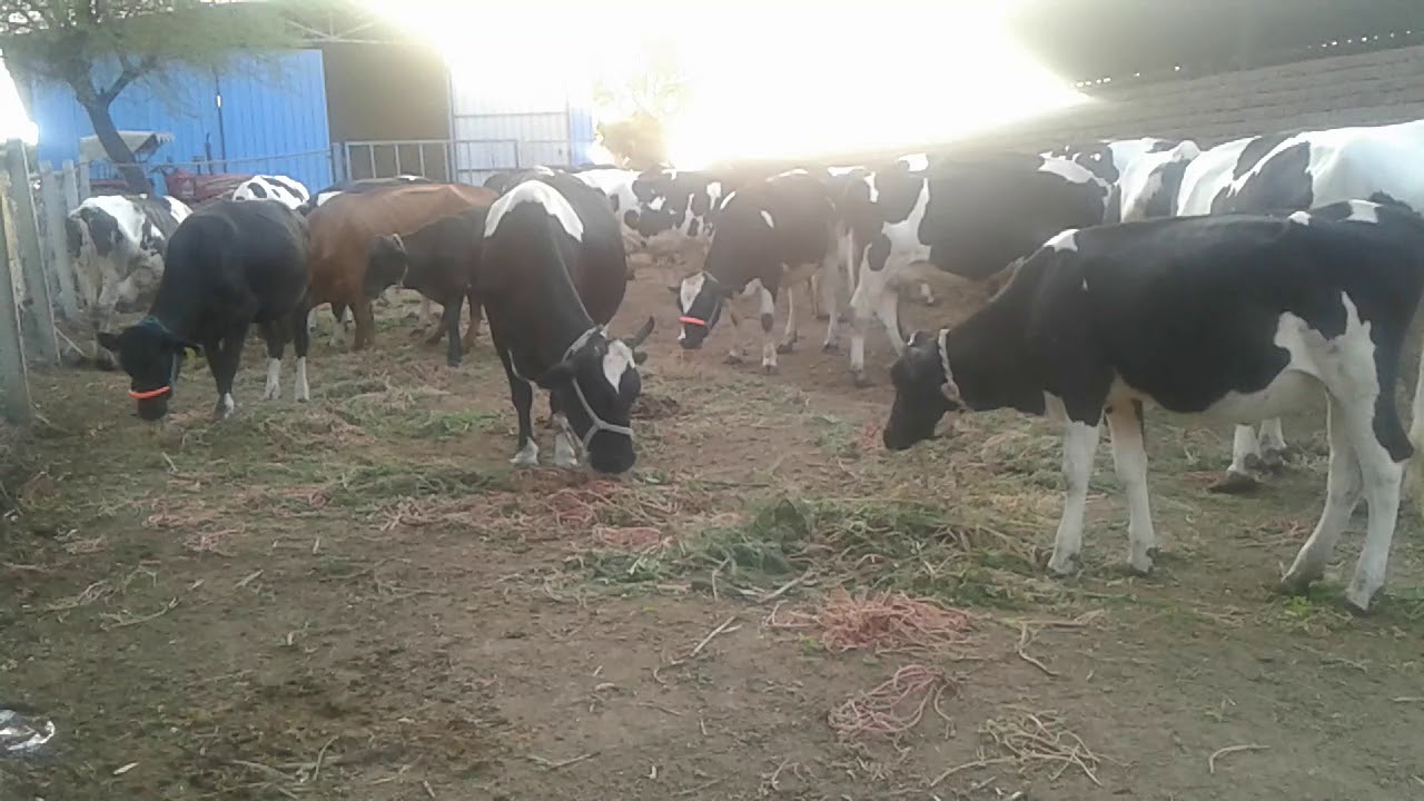 Dairy farming YouTube