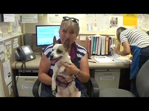วีดีโอ: หมา Adoptable แห่งสัปดาห์ - บราวนี่