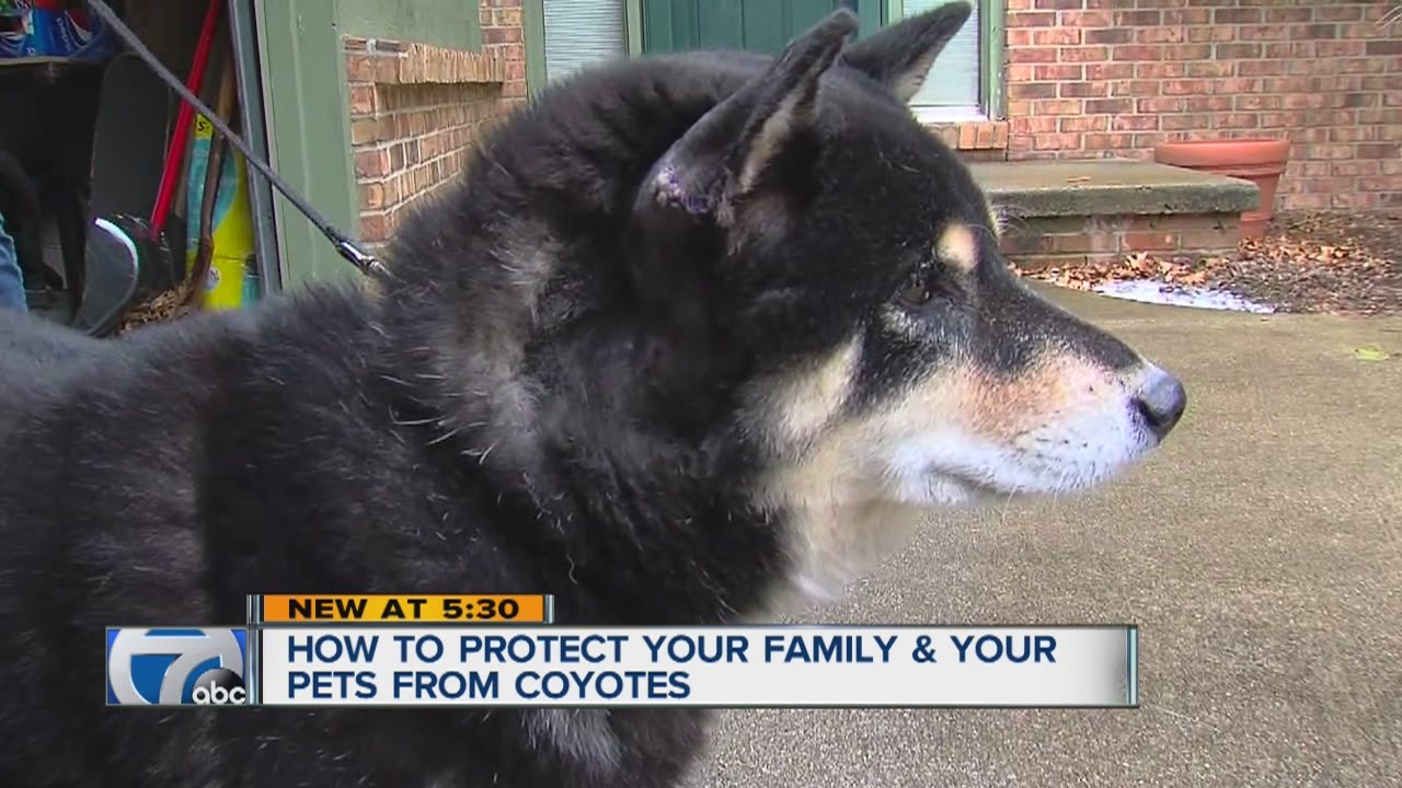 Dog survives being attacked by coyotes - YouTube