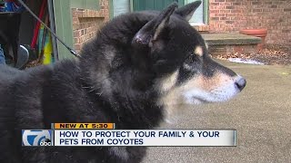 Dog survives being attacked by coyotes