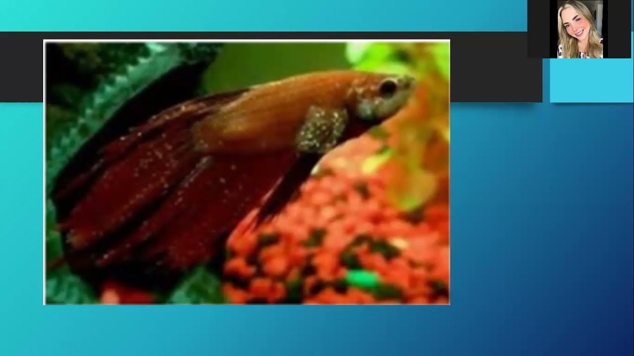 OODINIOSE (DOENÇA DO VELUDO)