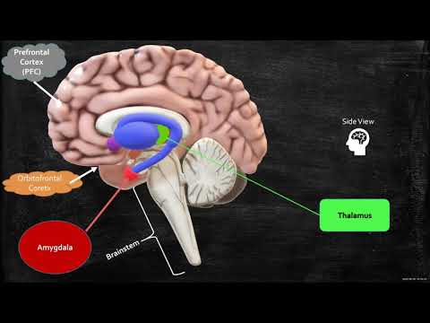 Neurobiology of Anxiety, Worrying, and Fear