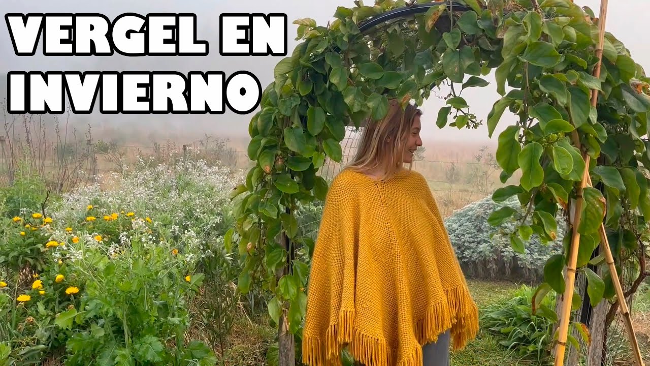 HERMOSO VERGEL sin laboreo en PLENO INVIERNO - Paseo & Tips
