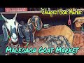 मालेगाव बकरी बाजार।।अच्छे दाम और सभी नसल के बकरे।।Malegaon Goat market