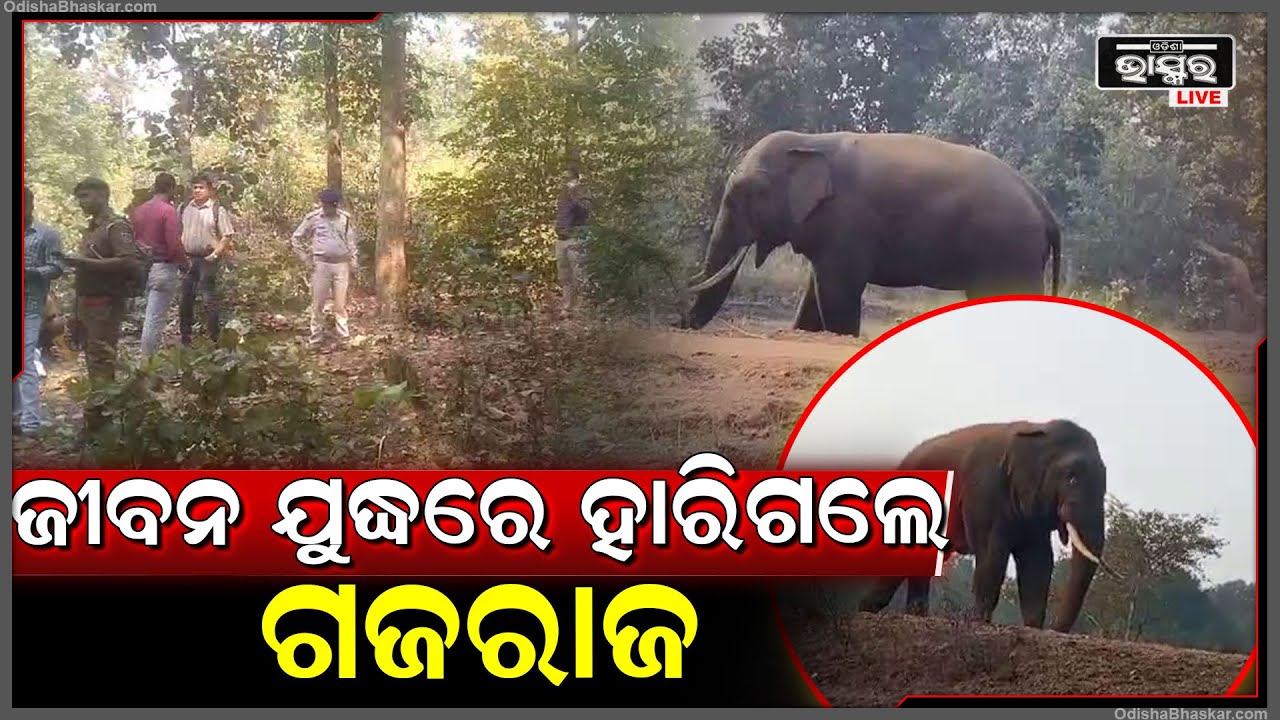 ସମ୍ପୂର୍ଣ ଅସୁସ୍ଥ ହୋଇ ଆଖିବୁଝିଲା ଦନ୍ତା...ବନ ବିଭାଗ କର୍ମଚାରୀଙ୍କ ଉପସ୍ଥିତିରେ ଟଳି ପଡିଲା ଦନ୍ତା ହାତୀ.