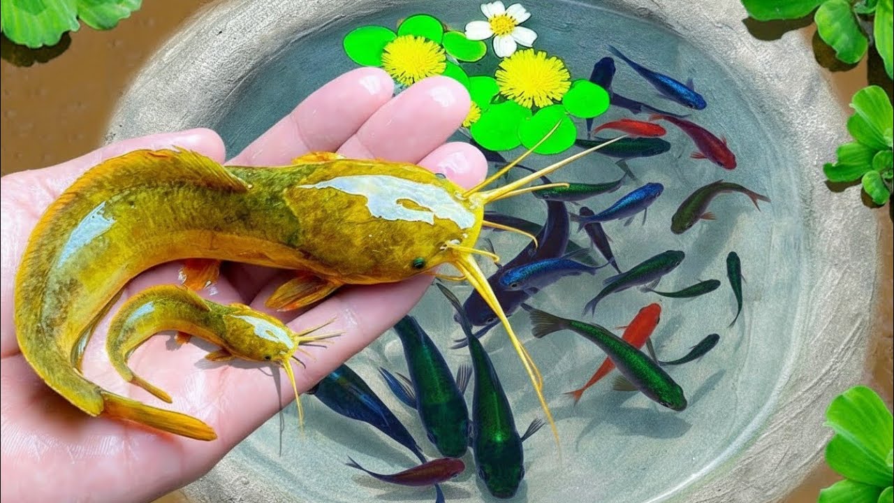 Unboxing ikan hias, ikan cupang, ikan mas koi, ikan guppy, ikan mas koki, ikan mas, ikan lele albino