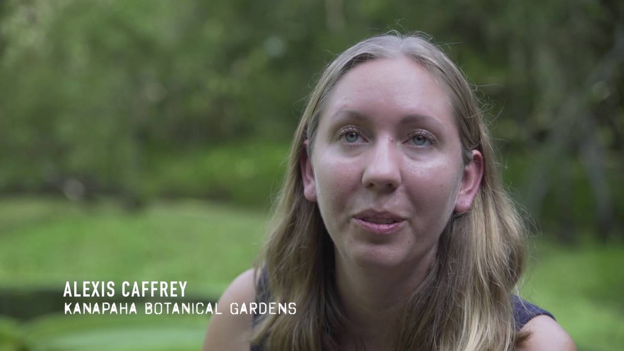 Kanapaha Botanical Gardens Victoria Water Lilies Youtube