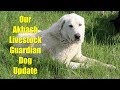 Update on Our Akbash Livestock Guardian Dog