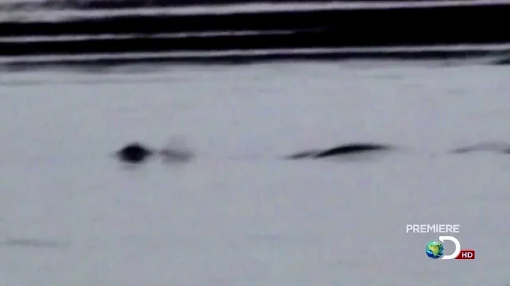 2009 Cadborosaurus Video (filmed by Kelly Nash) - ...