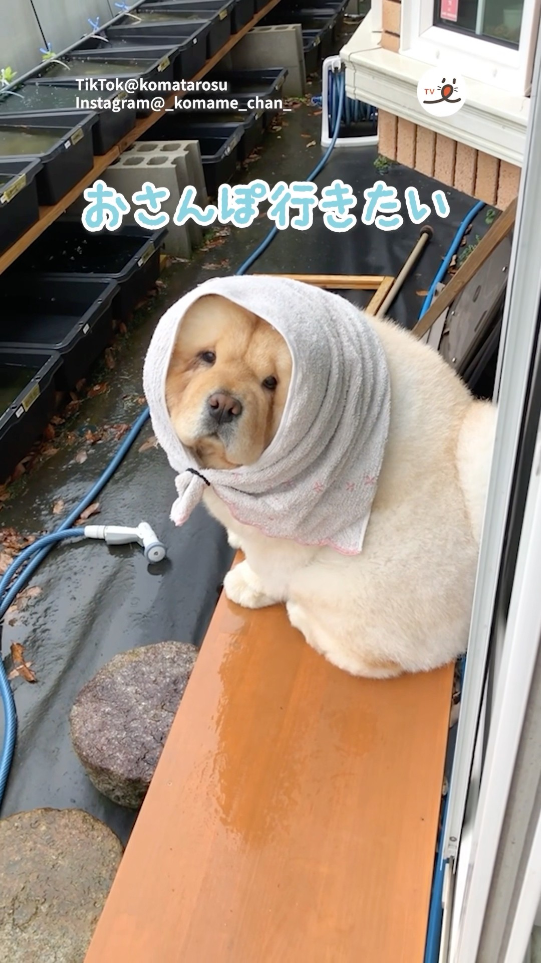 こまめちゃん It's raining but I want to go for a walk with my Chow Chow | PECO