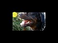 Rottweiler dog rkeunique amazingfact knowledge dog doglover putin