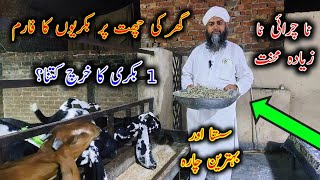 Best Diet For Goats ON Stall Feed - Rooftop Goat Farm