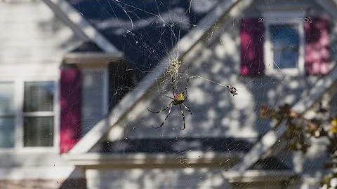 Not so 'itsy bitsy' spiders creep into NC neighborhoods