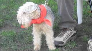 Lakeland Terriers