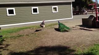 Peacock fighting a turkey