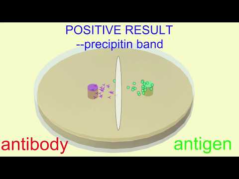 Ouchterlony immunoassay