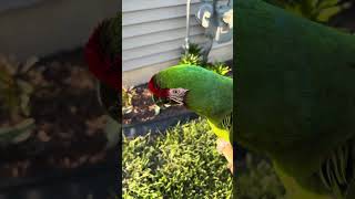 My military macaw parrot seema like complaining that he is going home already lol #pets #birds #pet