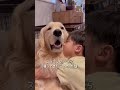 癒しイッヌ🐶 #大型犬のいる生活 #ゴールデンレトリバー #元気になる動画 #かわいい #goldenretriever #仲良し