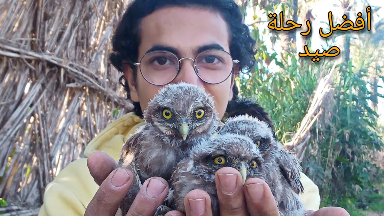 صيد فروخ صقور و بوم و غربان و هداهد و طائر الدجة و طائر المك !