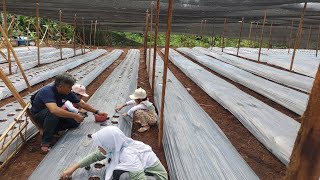 Download Lagu Mari menanam  MP3