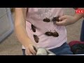 Obsessed with Collecting Cockroaches | My Kid&#39;s Obsession