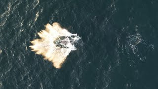 Breaching whale close to my drone!