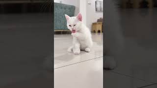 Meow Meow Meoweww 😺🧼 | Kitty Cleaning Up After Dinner