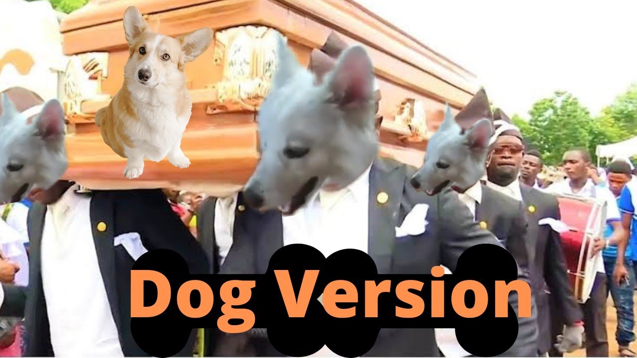 Coffin Dance Dog Version 🐶 || Meme Song ||