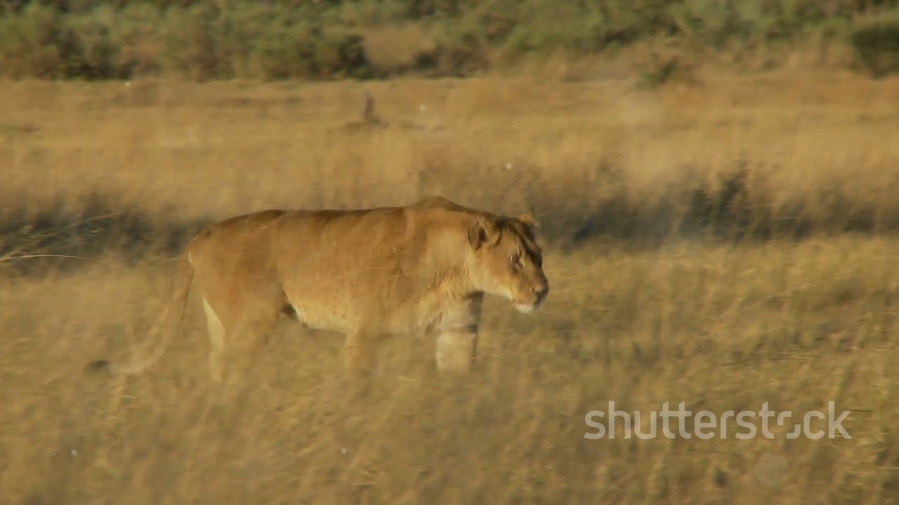 How Fast Can a Lioness Run? The Untold Speed Secrets!