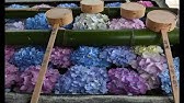 浴衣動画 秋田県男鹿市 紫陽花寺雲昌寺 相場詩織 Japan Akita Oga City Unshoji Shiori Aiba Youtube