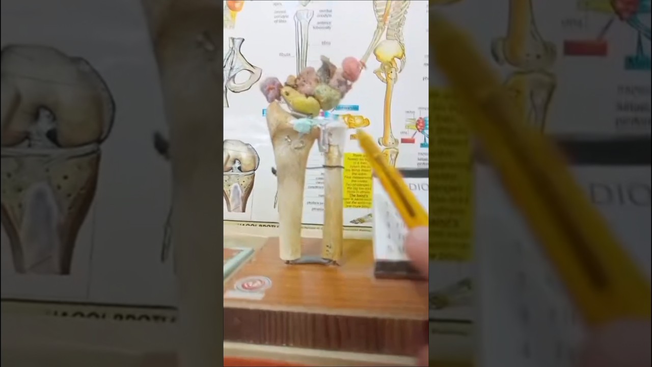 Anatomy Of Bones in Hand | Carpals | Wrist joint  