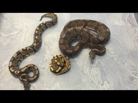 The Florida Reptile Ranch- Mamba