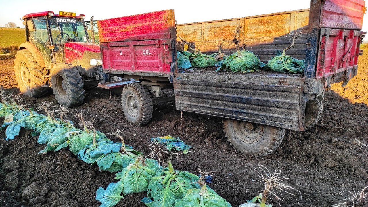BROKOLİ İLAÇLAMASI VE TOĞUMLUK LAHANA DİKİMİ VLOG #1