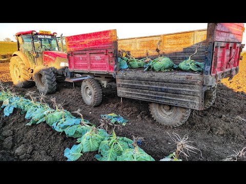 BROKOLİ İLAÇLAMASI VE TOĞUMLUK LAHANA DİKİMİ VLOG #1