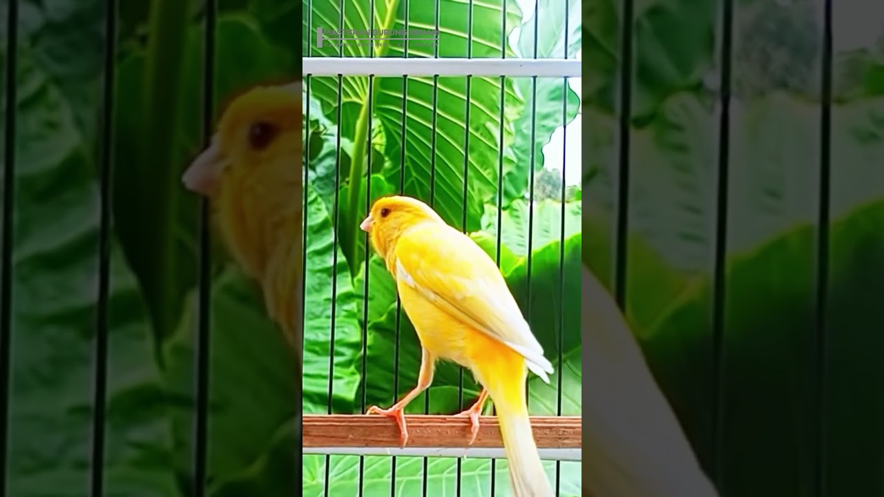 Canary Song Bird Song 51 4