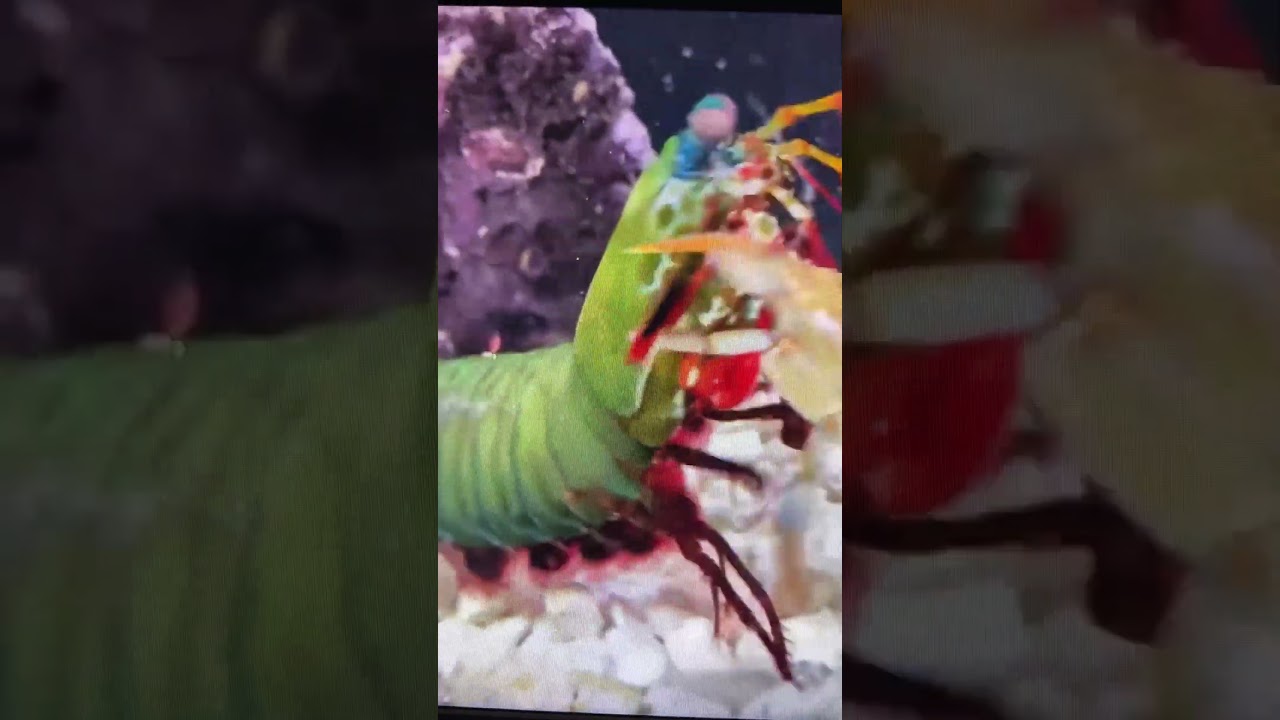 Mantis Shrimp Packs a Punch 🤛