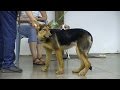Dog Training Manners in Minutes NOT MONTHS! Dog Training Manners in Minutes NOT MONTHS!