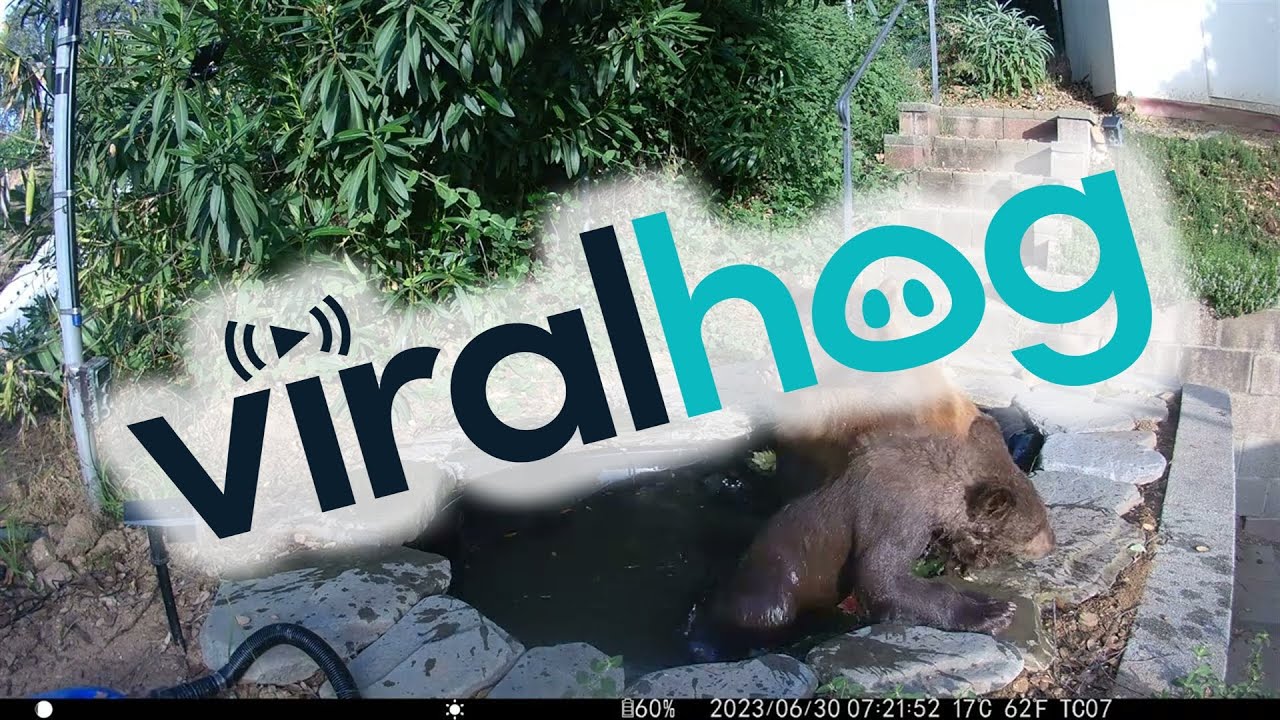 Mama Bear and Cub Take a Dip in Backyard Pond || ViralHog - YouTube