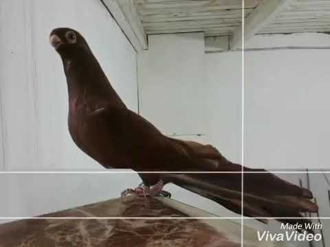 الحمام الاحمر غزار والمرقع غزار 