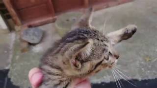 【猫島】相の島にはこんなに無防備な子猫がウジャウジャいます【福岡県 相島】