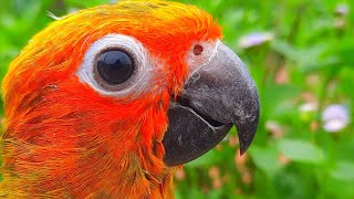 Sun Conure Sounds  Chirping of Sun conure #sunconure #conure #SunConureSounds