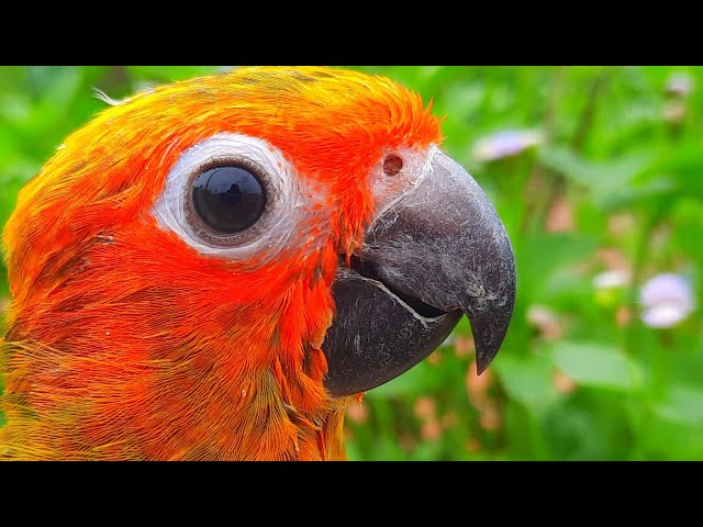 Sun Conure Sounds - Chirping of Sun conure #sunconure #conure #SunConureSounds class=