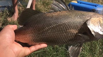 Câu Lure Cá Chẽm Cá Măng Ở Đầm Tôm Và Cái Kết Sau Nhiều Ngày Bị Móm....