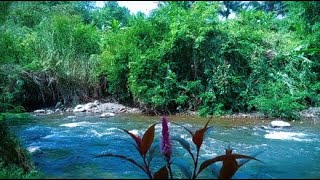 Stream nature sounds river for sleeping meditation soothing study healing stress relief