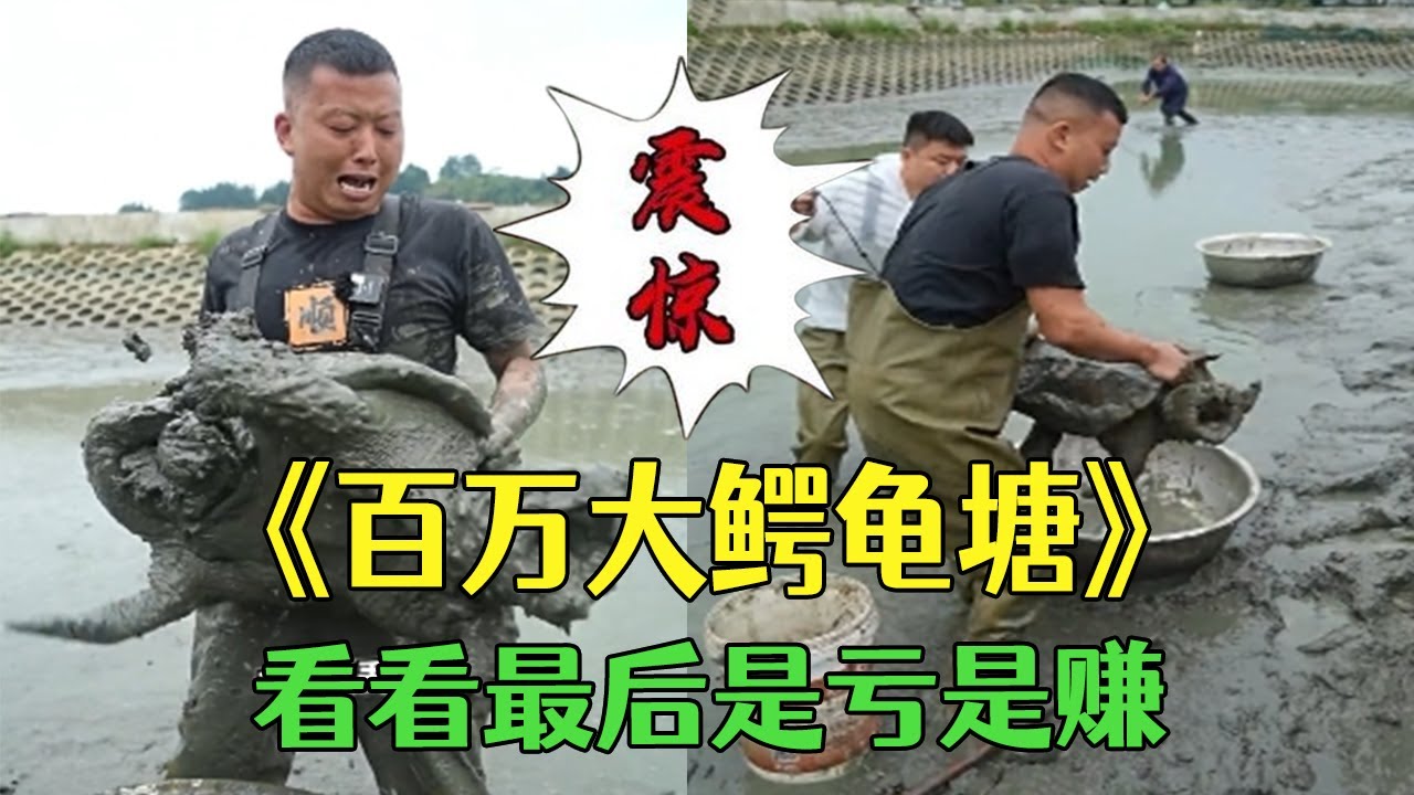 百萬大鳄龜塘，看看到底是虧還是賺？ #戶外 #鄉村生活 #包塘 #小飛哥#農村生活#鳄龜