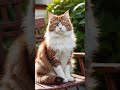 #petshub #cat